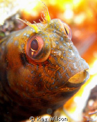 Seaweed Blenny, Kingstown, St. Vincent. by Kay Wilson 